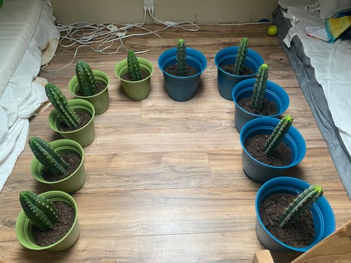 Customer photo review of Bolivian Torch Cactus | Bulk Cutting Packs | Trichocereus bridgesii