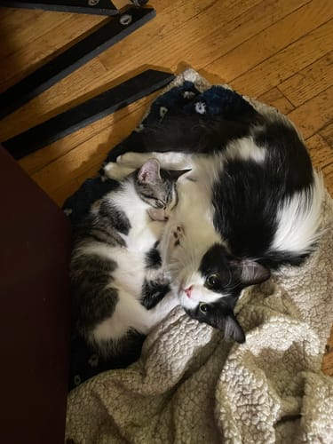 Customer photo review of Stronghold Blue For Cats 5.7-15.5lbs (2.6-7.5kg)