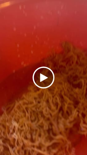 Customer video review of PREMIUM GOLD WILDCRAFTED SEA MOSS 10.00% Off Auto renew (Ships every 45 Days)