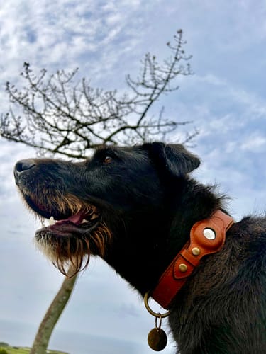 Customer photo review of Keepaws™ Leather AirTag Collar