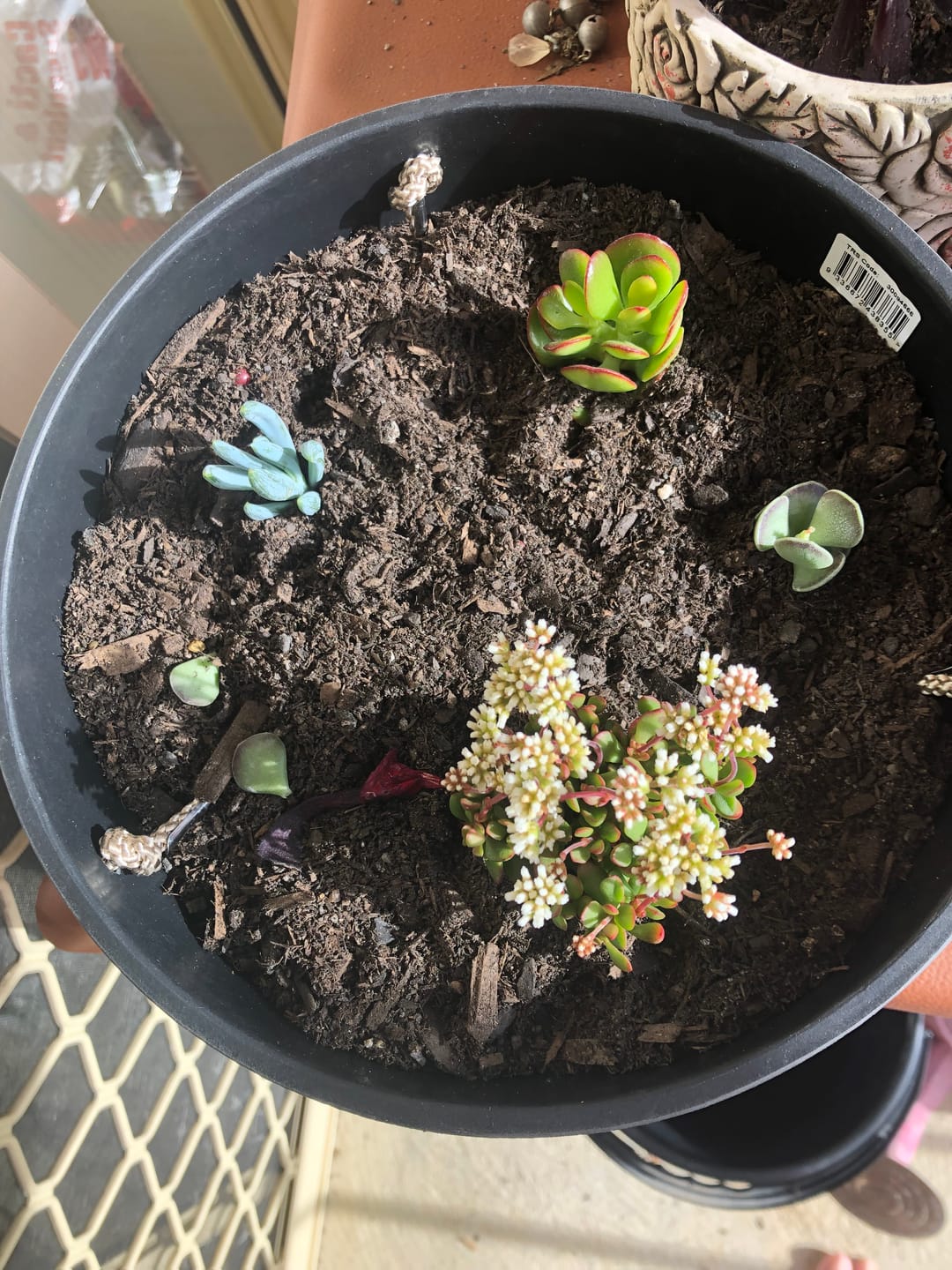 Customer photo review of Crassula atropurpurea var. anomala