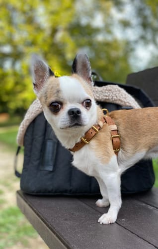 Customer photo review of Harness Pony-Walkony ginger+beige