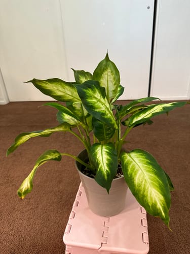 Plant Proper Dieffenbachia Camille