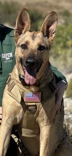 Customer photo review of Classic Heavy-Duty Tactical No-Pull Team K9™ Dog Harness With Front & Back D-Rings, Quick-Release Metal-Buckles, Hook & Loop Panels, & Top Handle