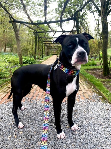 Customer photo review of Frankalicious Leash