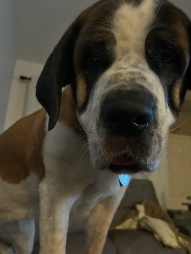 Customer photo review of Pork Heart Jerky Treats for Dogs - 1LB Bag