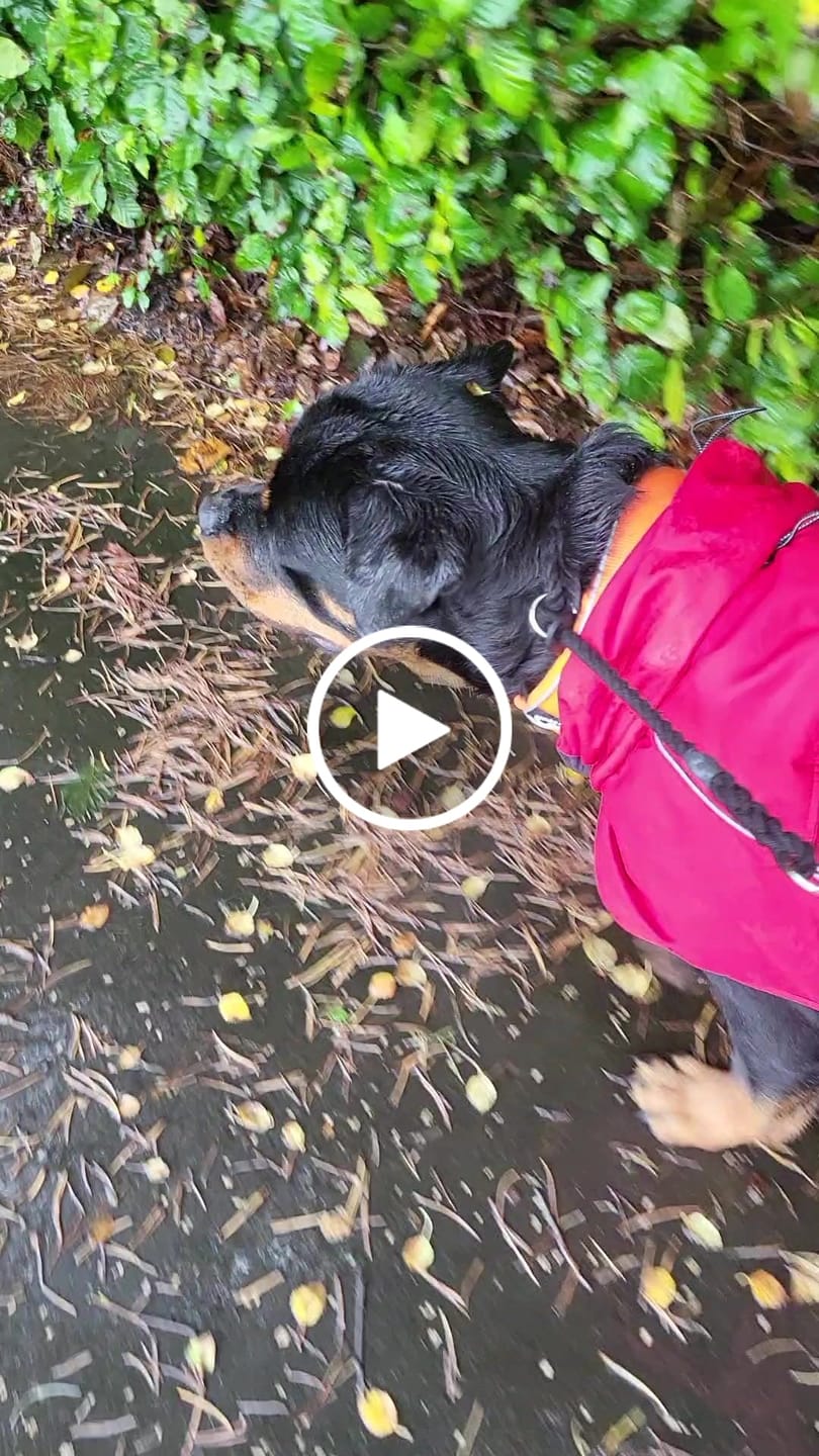 Customer video review of 5cm RR Collar | Soft Padded & Reflective | Series 2 - Orange