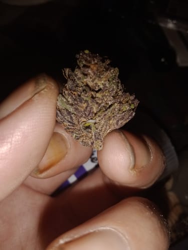 Customer photo review of THCa Pre-rolls .75G  Exotic