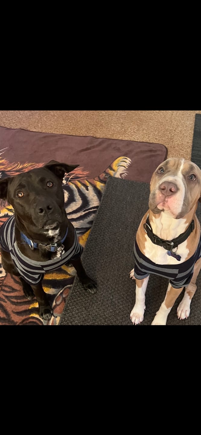 Customer photo review of Dog Bark Silencer