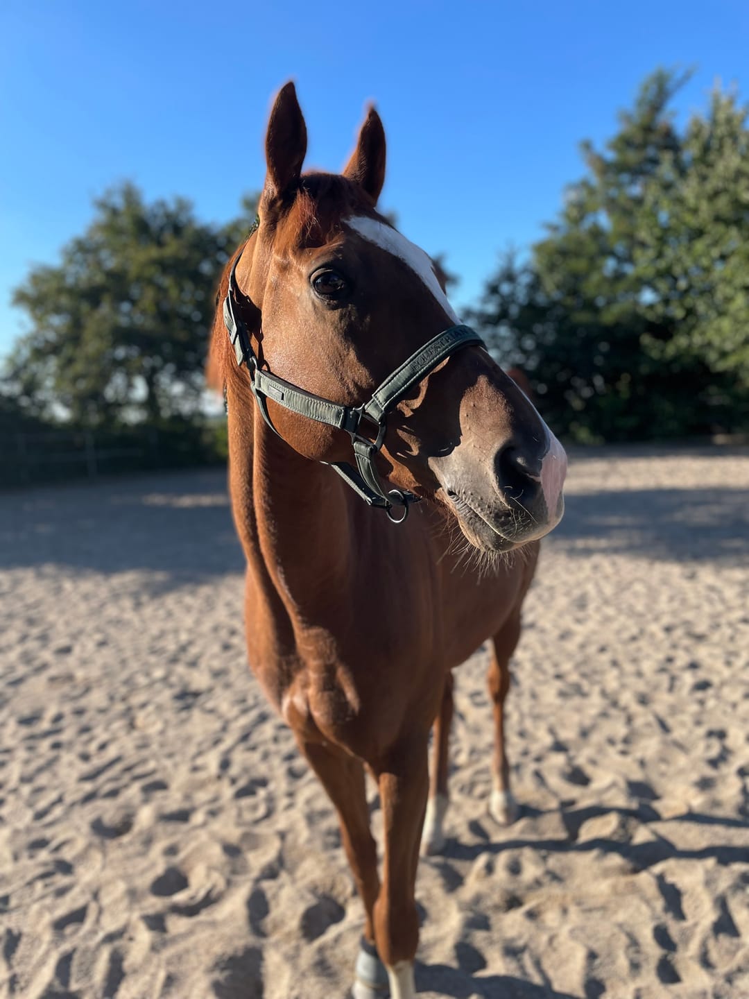 Customer photo review of Kristallkraft Brave Horse