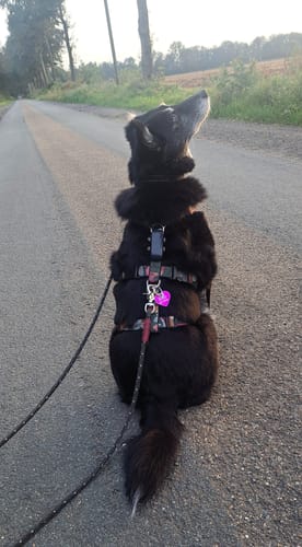 Customer photo review of Modern Art Sicherheitsgeschirr, Panikgeschirr