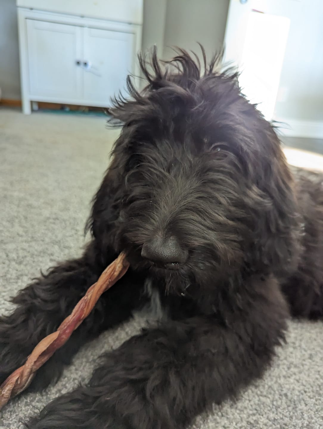 Customer photo review of 12 Inch Standard Braided Bully Stick