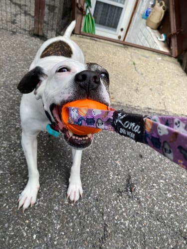 Customer photo review of Tundra Tug Toy