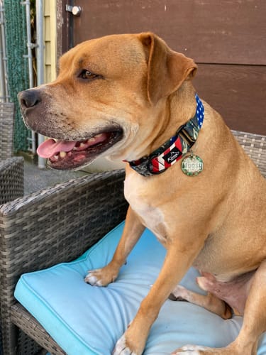 Customer photo review of Patriot Martingale Collar