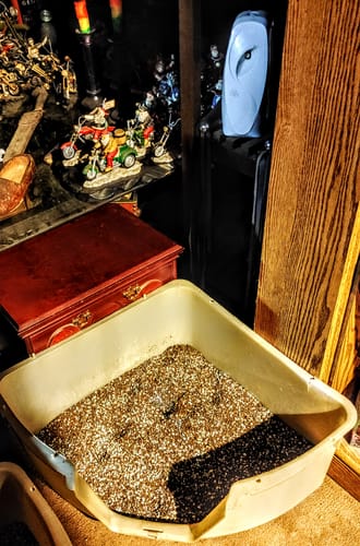 Customer photo review of Glade/Air Wick Magnolia Cherry Blossom Automatic Spray Refill 5.5 oz (Pack of 12)