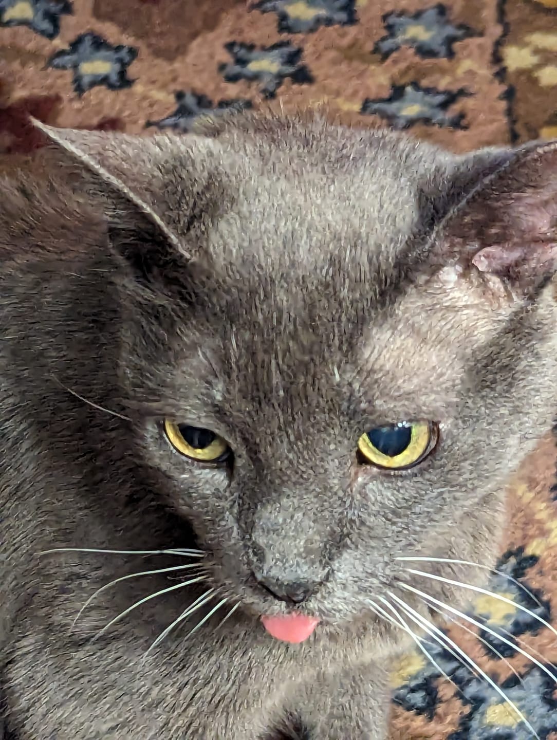 Customer photo review of Natural Cat Laxative & Constipation Treatment