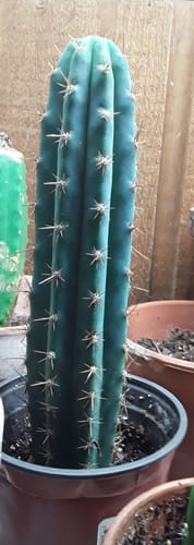 Customer photo review of Icaros DNA Peruvians | Trichocereus Peruvianus Icaro