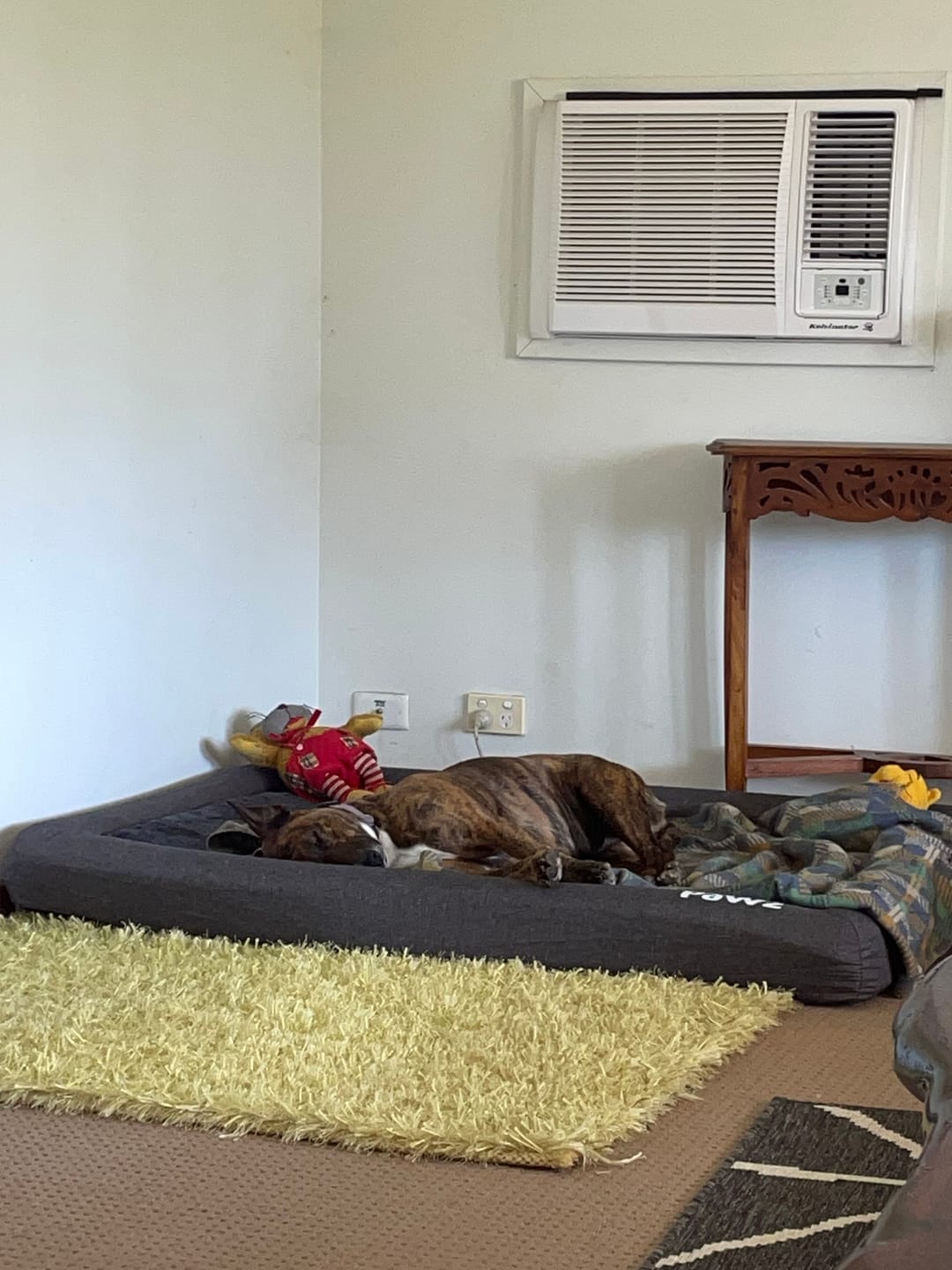 Customer photo review of PaWz Memory Foam Calming Dog Bed