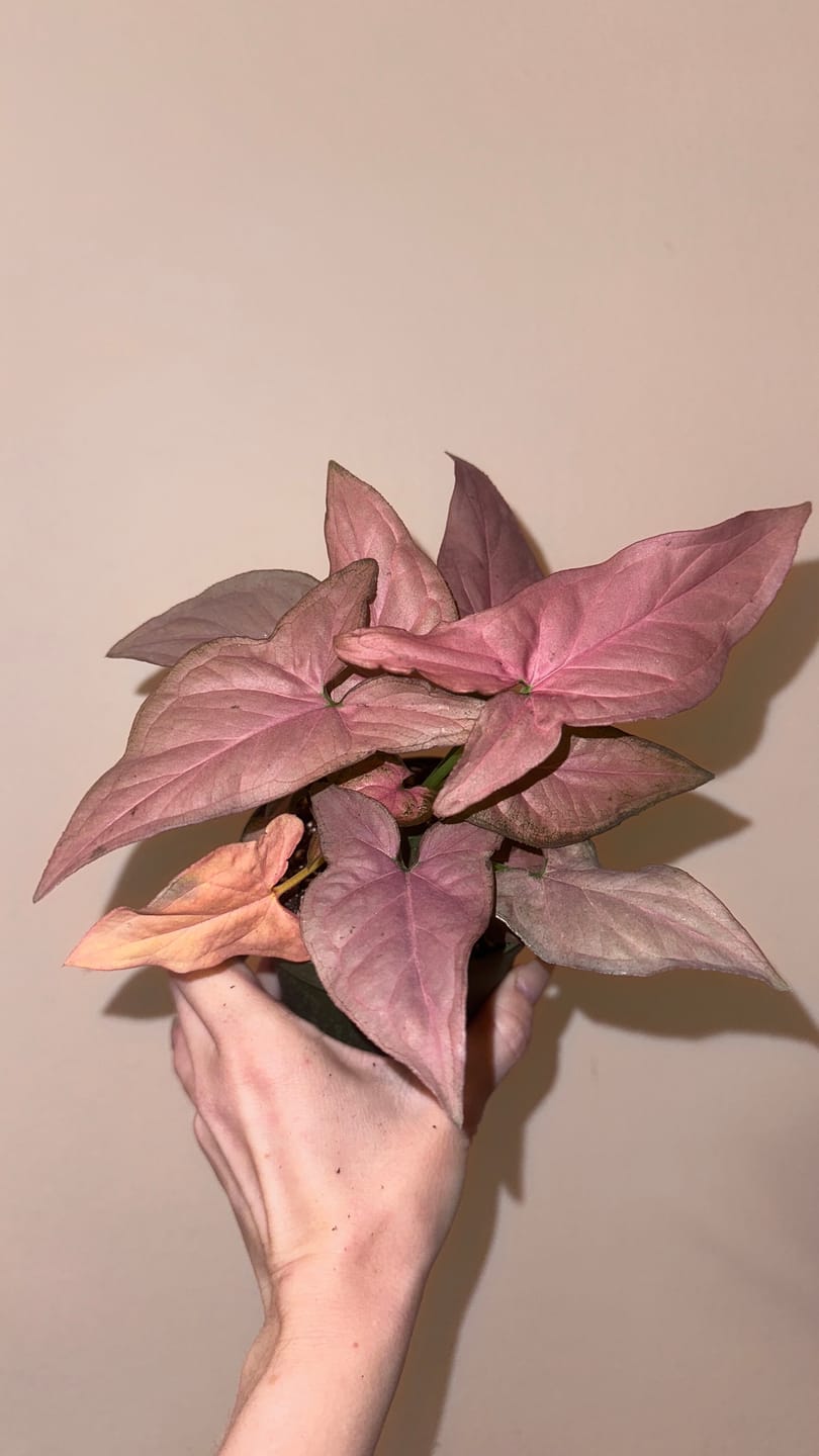 Customer photo review of Syngonium podophyllum 'Pink Perfection'