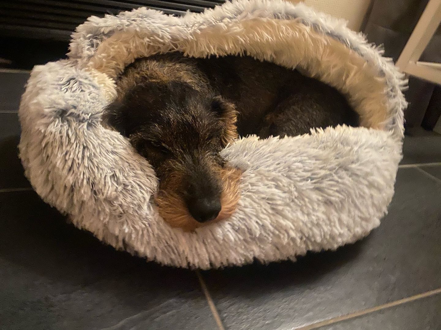Customer photo review of Burrow Buddy™ - Pet Bed