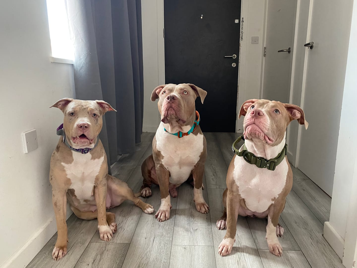 Customer photo review of 4cm LIGHTER Combat® Collar | With Handle Rated Clip - Purple & Metal Grey