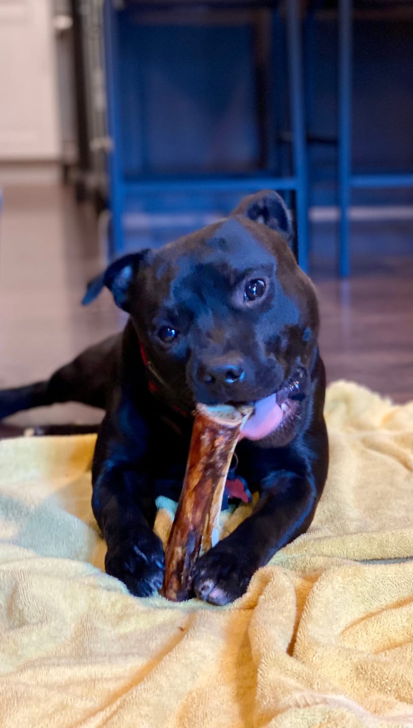 Customer photo review of 5-6 Inch Marrow Bone
