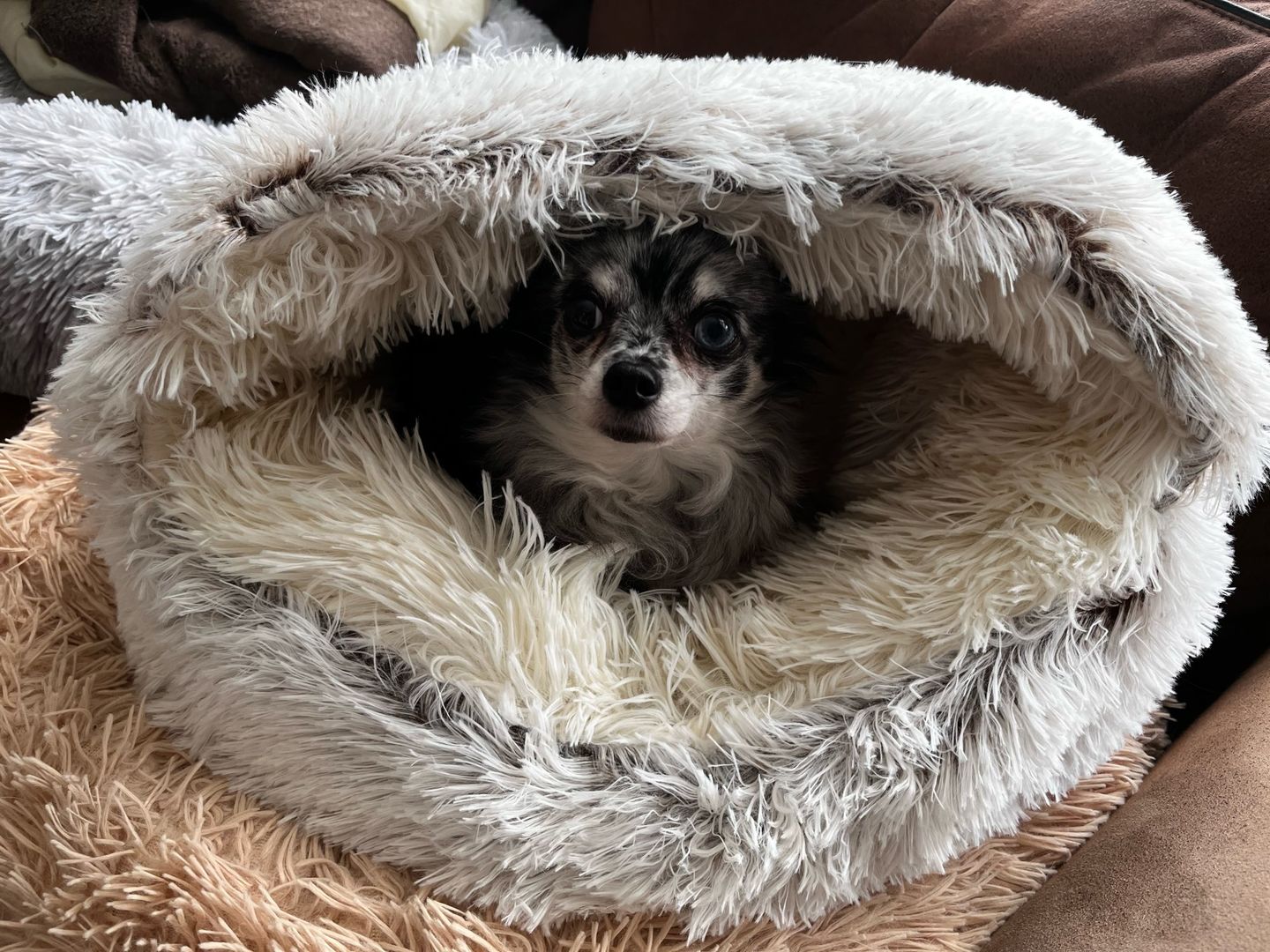 Customer photo review of Burrow Buddy™ - Pet Bed