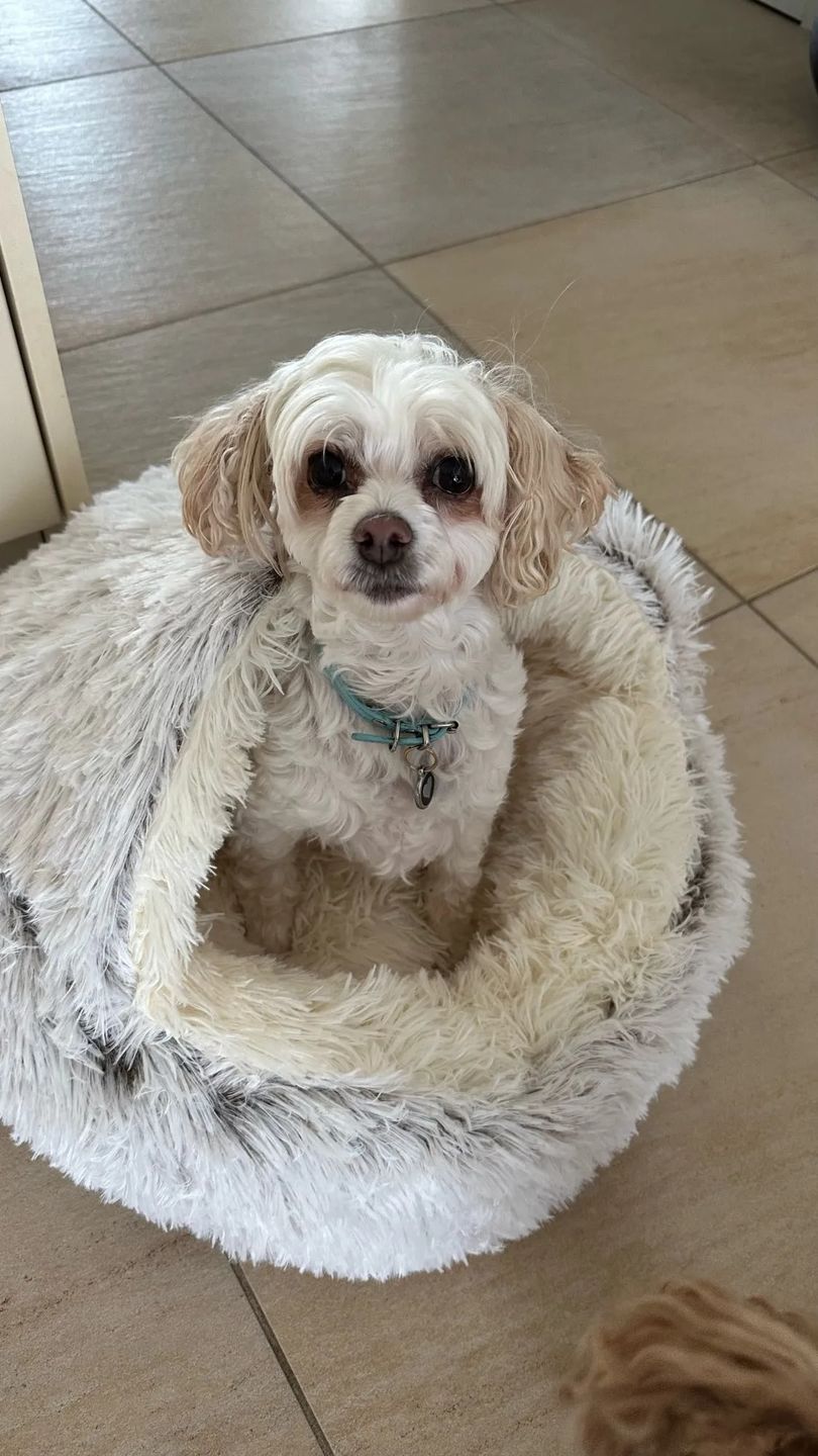 Customer photo review of Burrow Buddy™ - Pet Bed