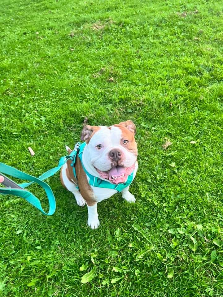 Customer photo review of Ladder Lead - Multiple Handles During Walks - Teal