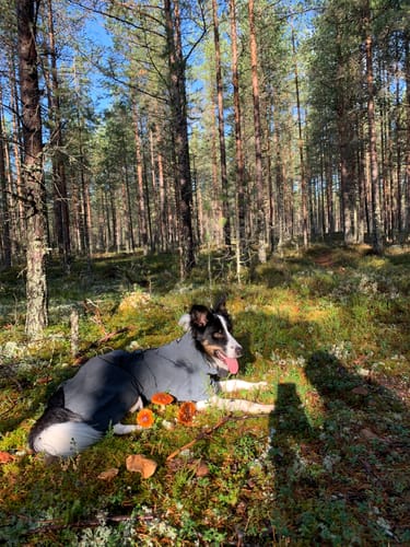 Customer photo review of Visibility Raincoat Dark for Dogs