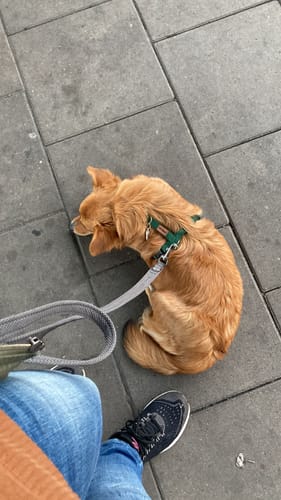 Customer photo review of Premium Hundegeschirr gepolstert