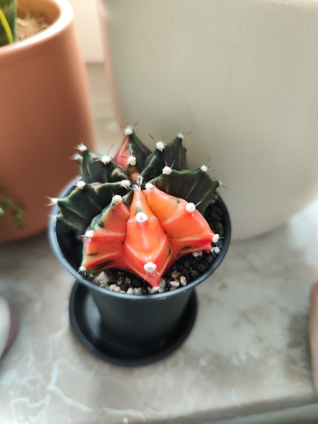 Customer photo review of Gymnocalycium Mihanovichii Variegata (Kaktus)