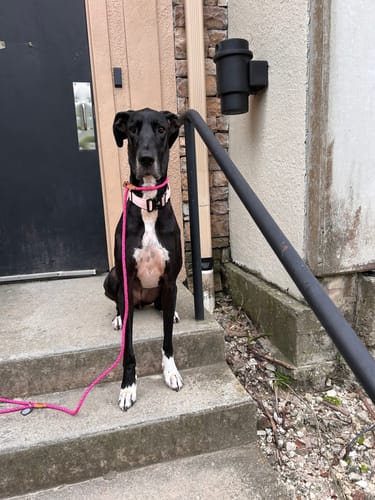 Customer photo review of Keepaws™ Tactical AirTag Collar