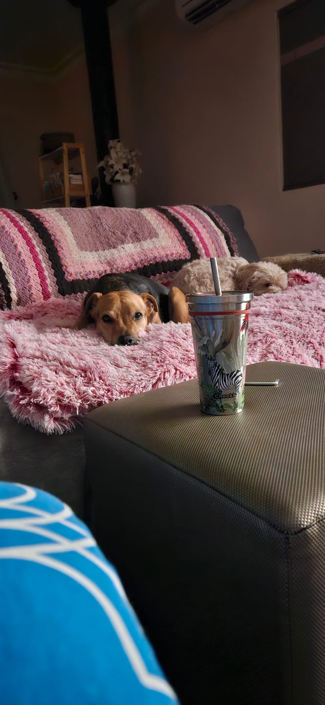 Customer photo review of PaWz Pet Calming Blanket
