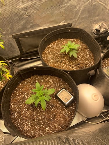 Customer photo review of bio365 BIOFLOWER 1.5cf