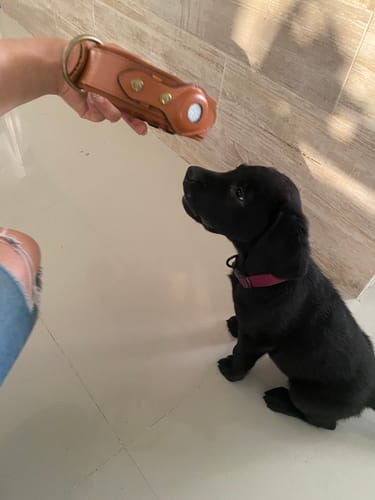 Customer photo review of Keepaws™ Leather AirTag Collar
