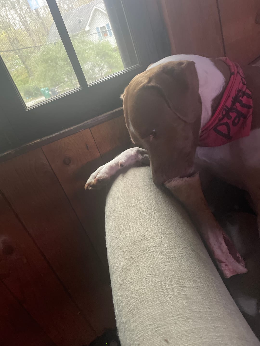 Customer photo review of WOOF WOOF BOX