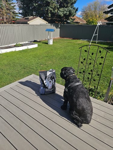 Customer photo review of Weight Management+Joint Care Grain-Free Chicken Recipe - Dry Dog Food - Go! Solutions