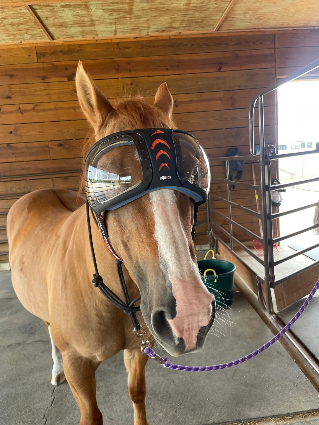 Customer photo review of eVysor - UV Horse Riding Goggles!