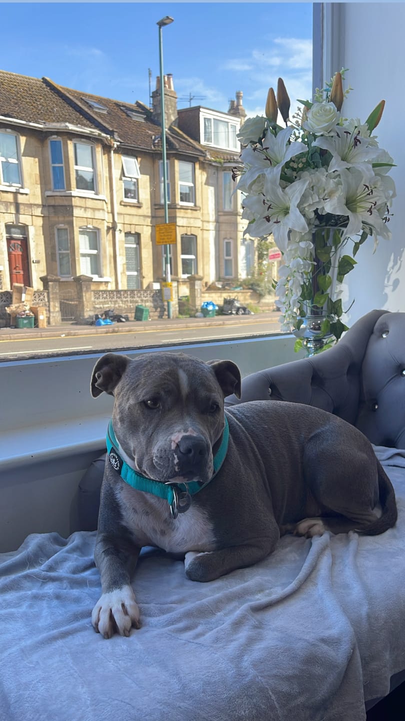 Customer photo review of 4cm RR Collar | Soft Padded & Reflective | Series 2 - Turquoise