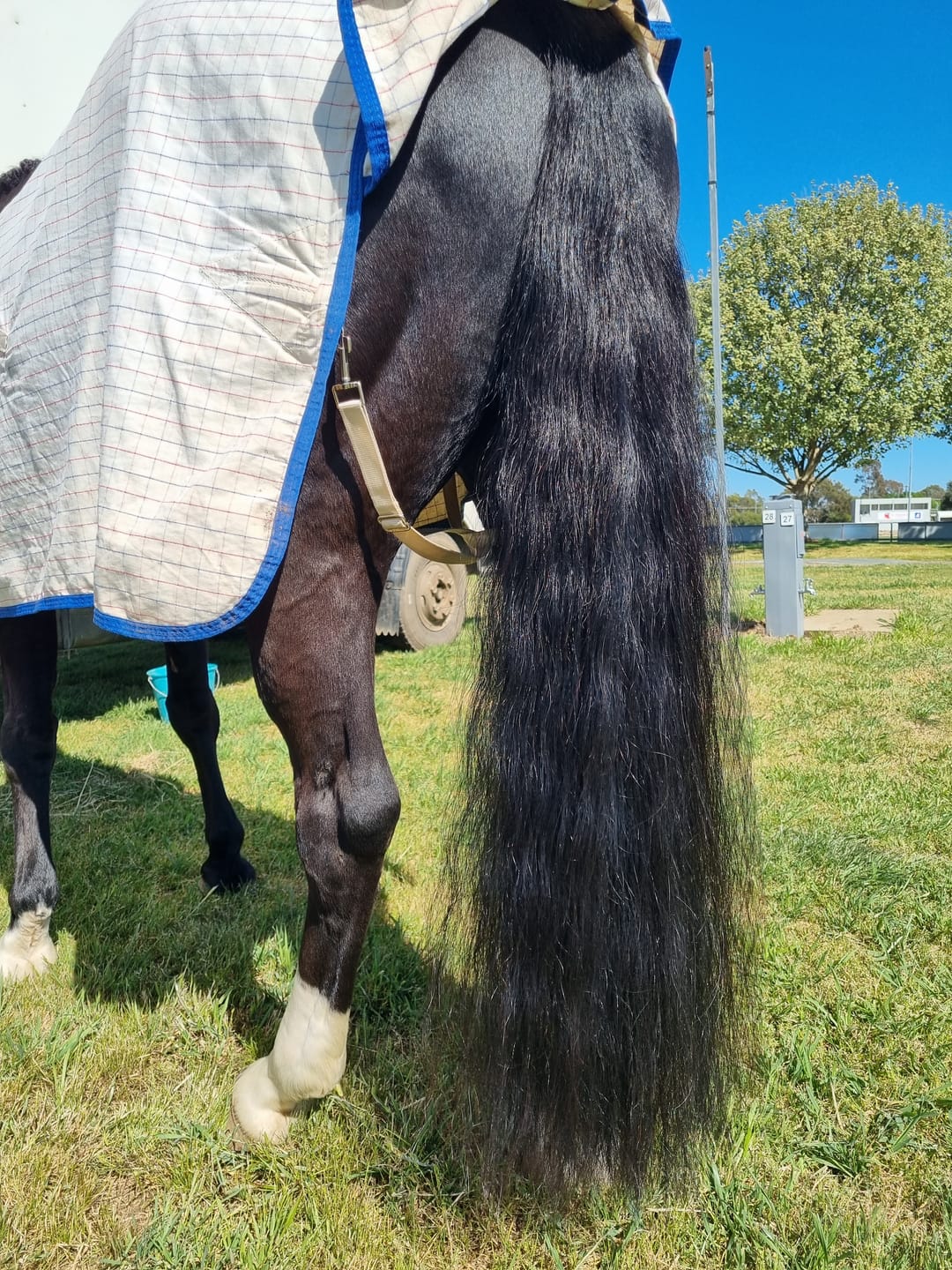 Customer photo review of Queen's Brush - Royal Mane & Tail Brush