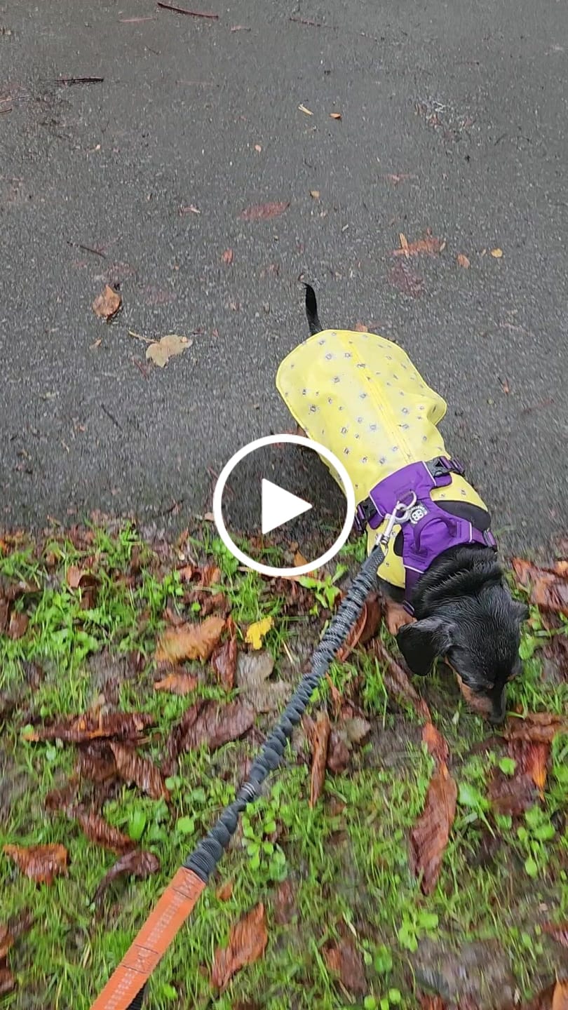 Customer video review of Air Mesh Harness - Anti-Pull, With Handle, Non Restrictive & Adjustable - Purple