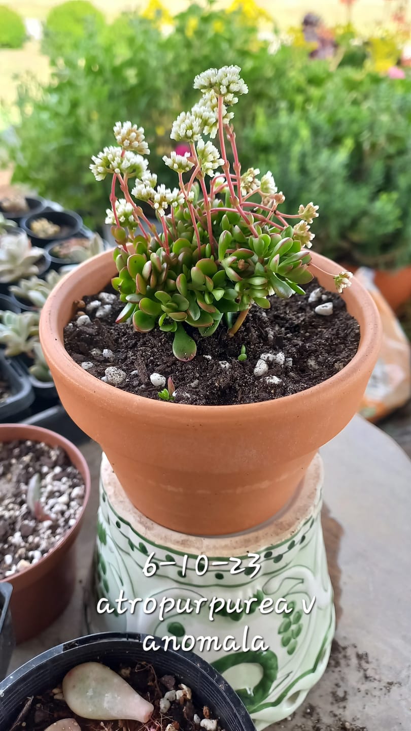 Customer photo review of Crassula atropurpurea var. anomala