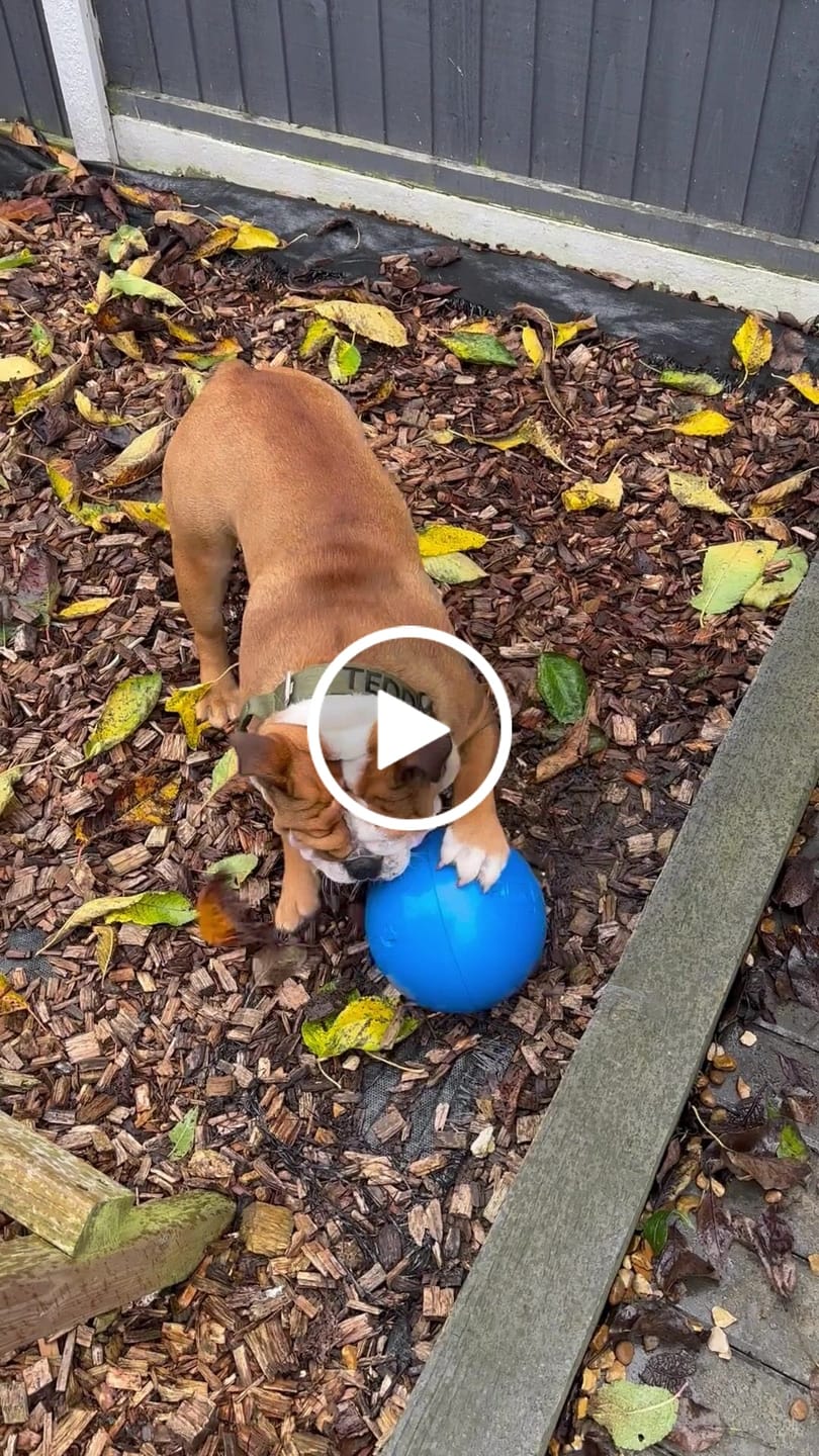 Customer video review of 4cm Combat® Collar | With Handle & Rated Clip -  Khaki v2.0