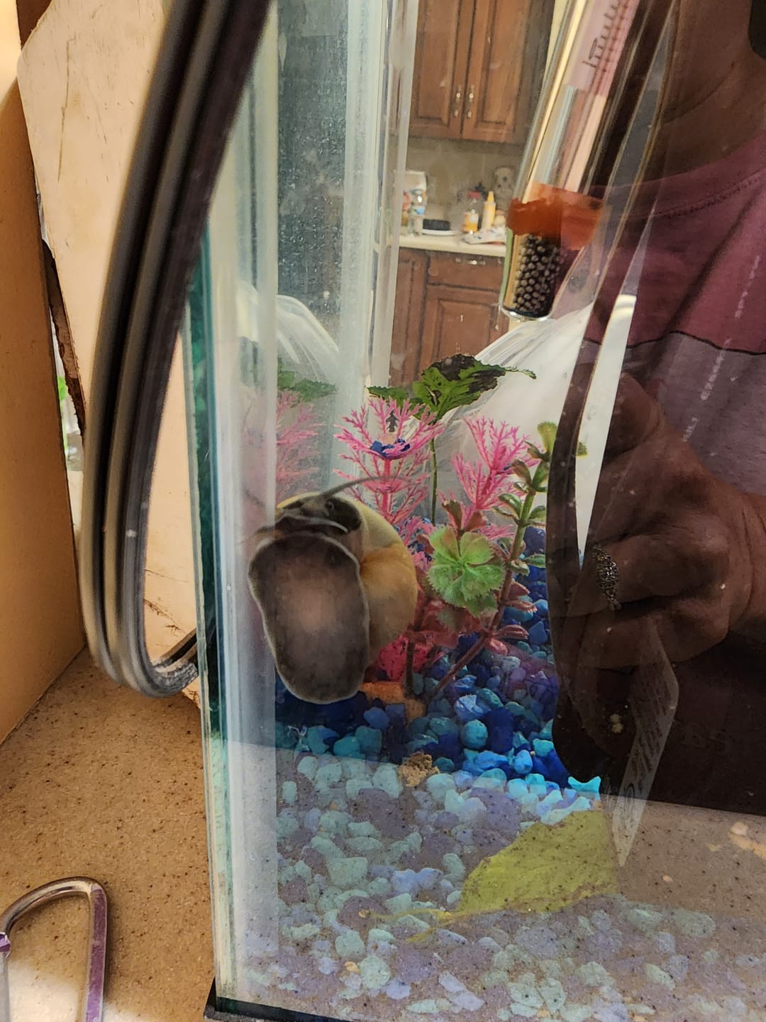 Customer photo review of Blue Mystery Snail