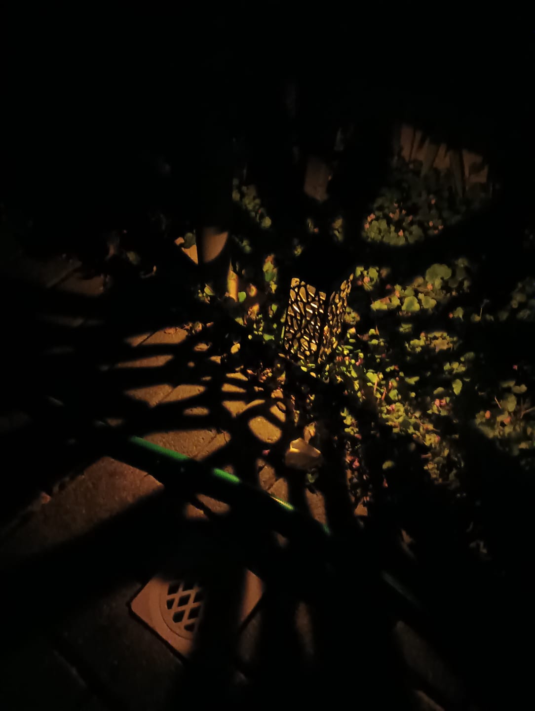 Customer photo review of SolaGarden™ Pattern Light Pack