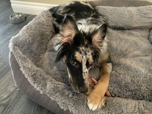 Customer photo review of 6 Inch Jumbo Braided Bully Stick
