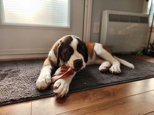 Customer photo review of 12 Inch Braided Jerky Stick