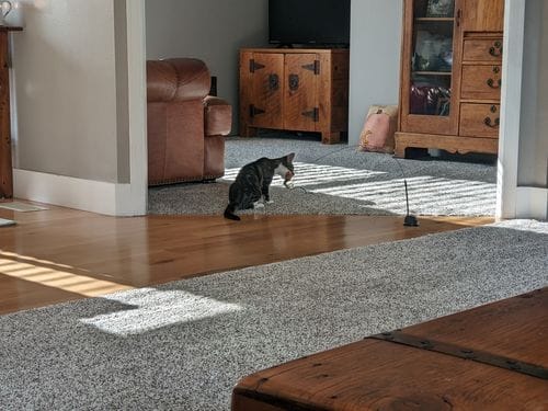 Customer photo review of Flatterfreund™ • Das interaktive Katzenspielzeug