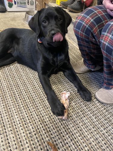 Customer photo review of 6 Inch Monster Braided Bully Stick